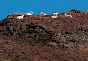 Dall Sheep 5579